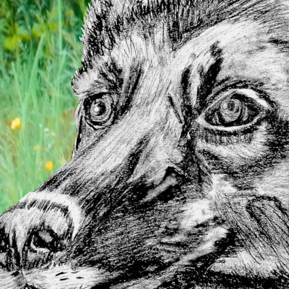 Hand Crafted German Shepared Dog Framed Print Sketch Art  8*10 inches